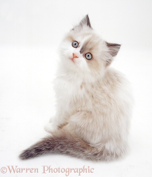 Kitten looking up over its shoulder, white background