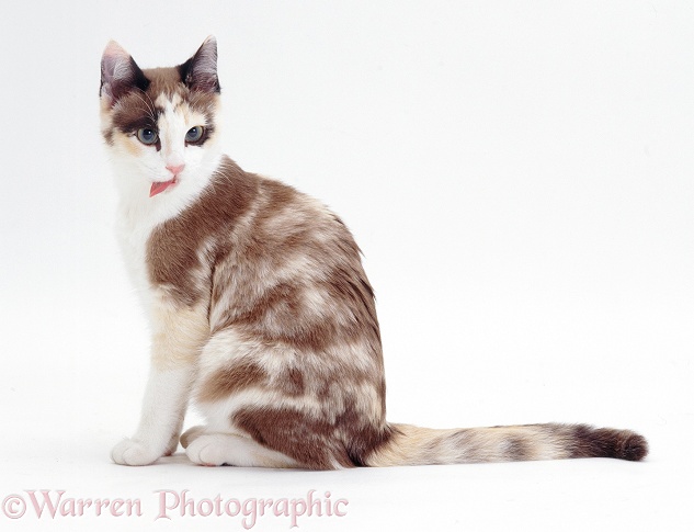 Chocolate-tortoiseshell-and-white cat, Cookie, 5 months old, licking lips after washing paw, white background