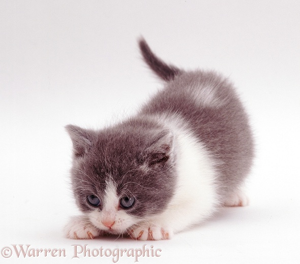 Cheeky grey-and-white kitten, white background