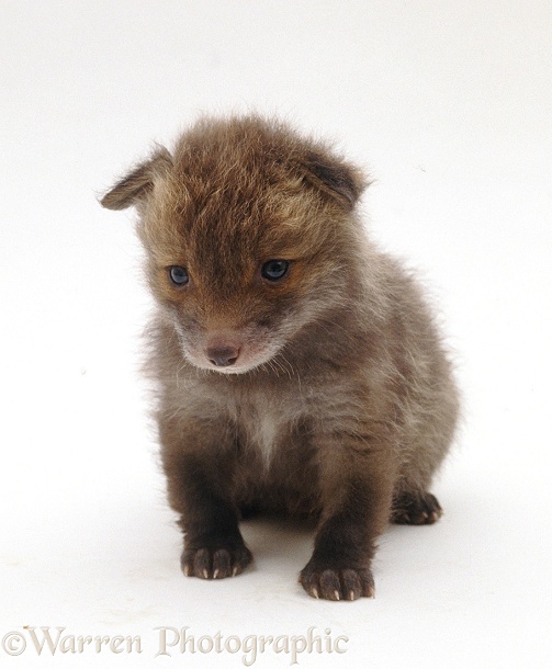 Red Fox (Vulpes vulpes) cub, 5 weeks old, white background