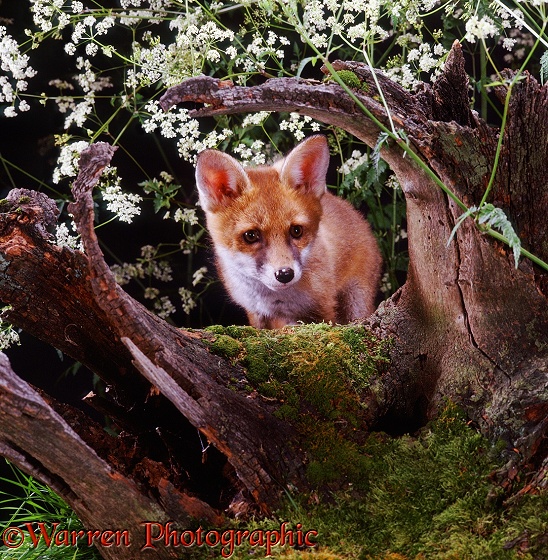 Red Fox (Vulpes vulpes) cub
