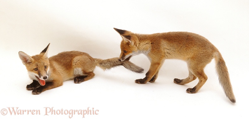 Playful Red Fox (Vulpes vulpes) cubs, 13 weeks old, white background