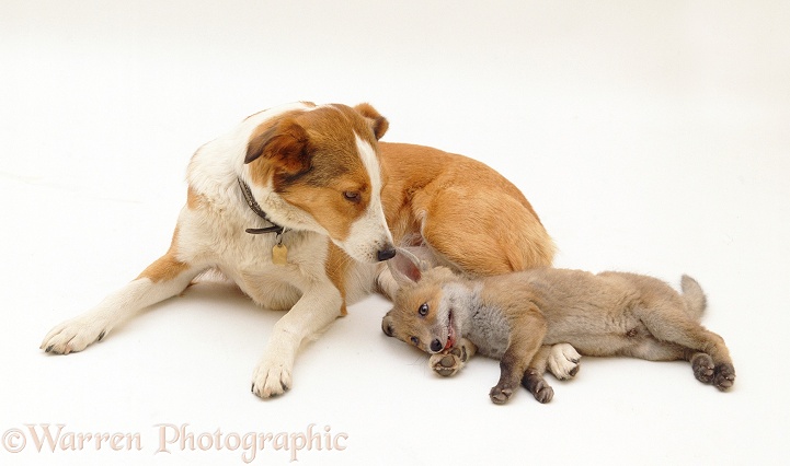 Border Collie bitch, Fan, with Red Fox (Vulpes vulpes) cub, white background