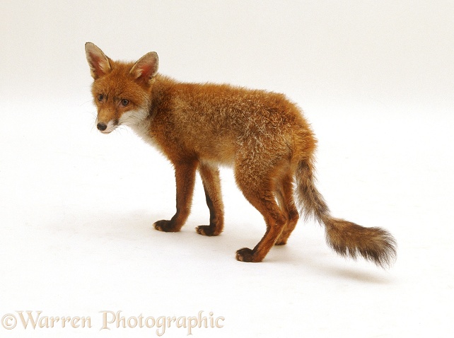 Fox (Vulpes vulpes) cub, 6 months old, at the end of summer, suffering from mange, white background