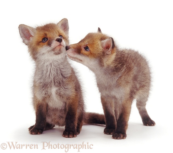 Red Fox (Vulpes vulpes) cubs, 8 weeks old, white background