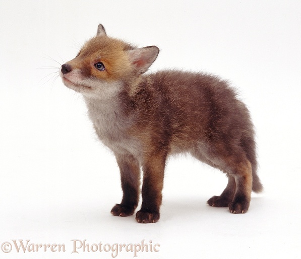 Red Fox (Vulpes vulpes) cub, 7 weeks old, white background