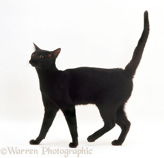 Black Oriental cat walking, white background