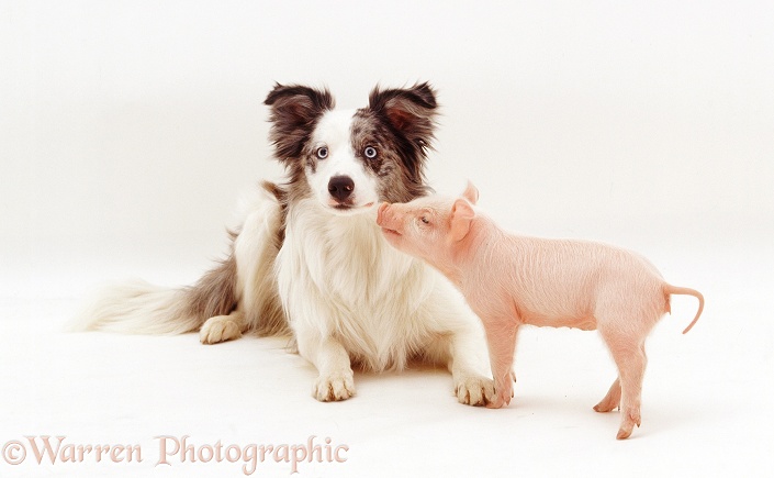 Middle White Piglet and blue merle Border Collie, Cecil, 9 months old, white background