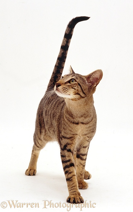Oriental brown spotted tabby cat Ghensi, 9 months old, white background