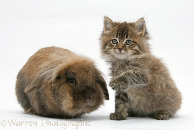 Maine Coon kitten, 7 weeks old, and Lionhead rabbit, white background