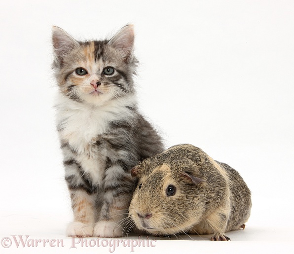 Guinea pig and Maine Coon-cross kitten, 7 weeks old, white background