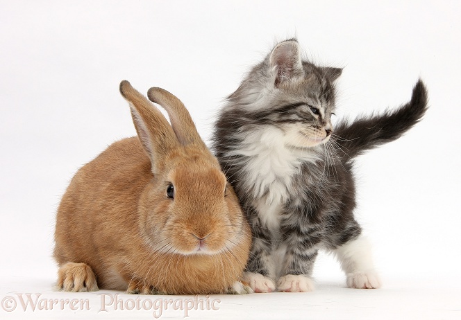 Ginger rabbit and Maine Coon-cross kitten, 7 weeks old, white background
