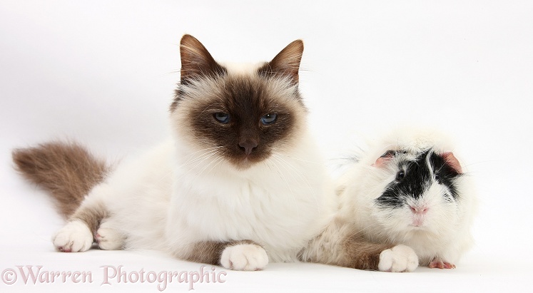 Birman cat and black-and-white Guinea pig, white background