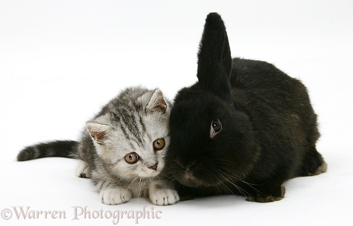 Silver tabby kitten and black rabbit, white background