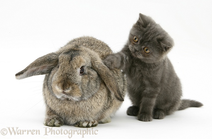 Grey kitten and agouti lop rabbit, white background