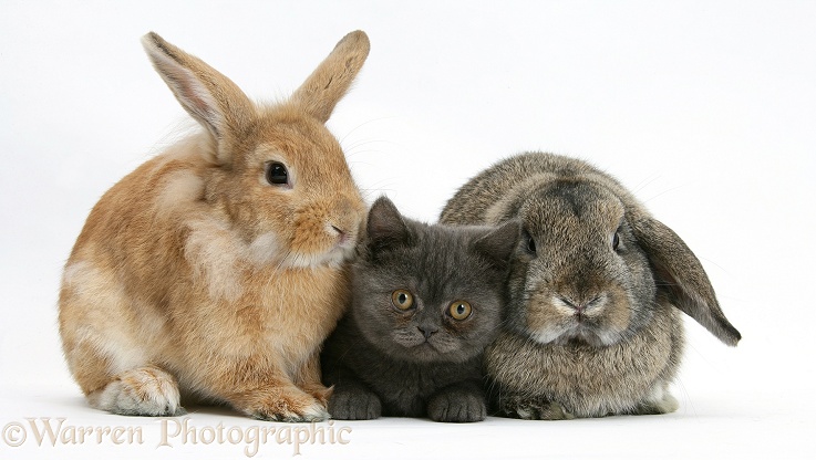 Grey kitten with sandy Lionhead-cross rabbit and agouti Lop rabbit, white background