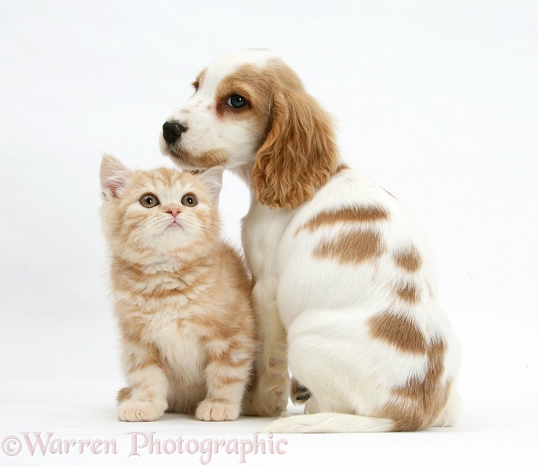 Orange roan Cocker Spaniel pup, Blossom, with ginger kitten, white background