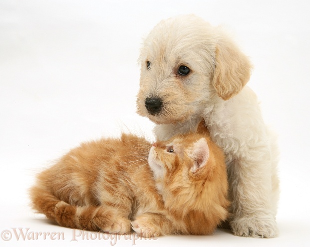 Woodle (West Highland White Terrier x Poodle) pup and ginger Maine Coon kitten, white background