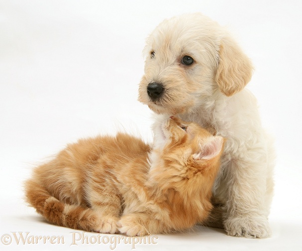 Woodle (West Highland White Terrier x Poodle) pup and ginger Maine Coon kitten, white background