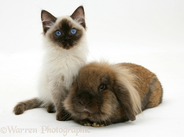 Ragdoll kitten, 12 weeks old, with Lionhead rabbit, white background