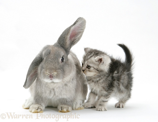 Silver tabby kitten with grey windmill-eared rabbit, white background