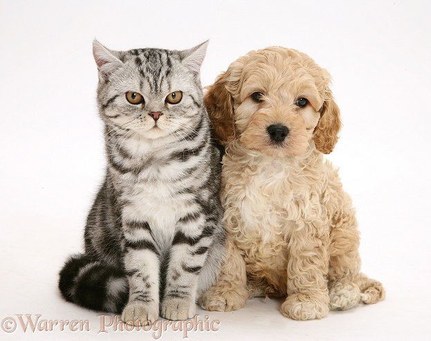 Silver tabby cat with American Cockapoo puppy, white background