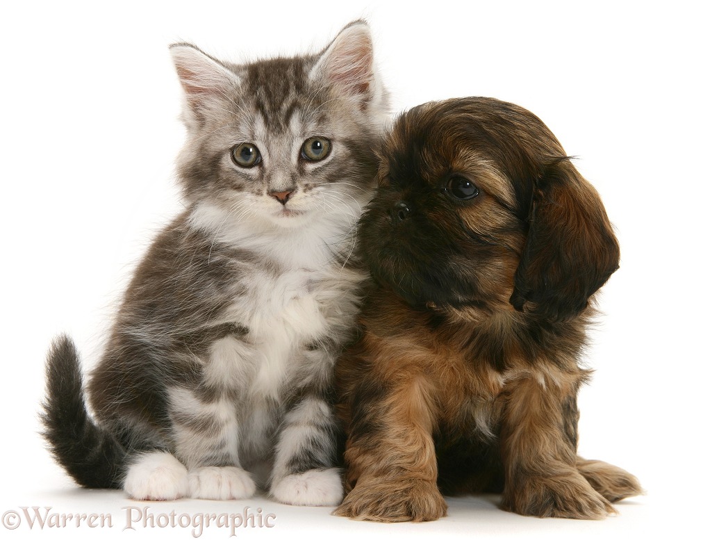 Cavazu (Cavalier King Charles Spaniel x Shih-Tzu) pup with tabby Maine Coon kitten, white background