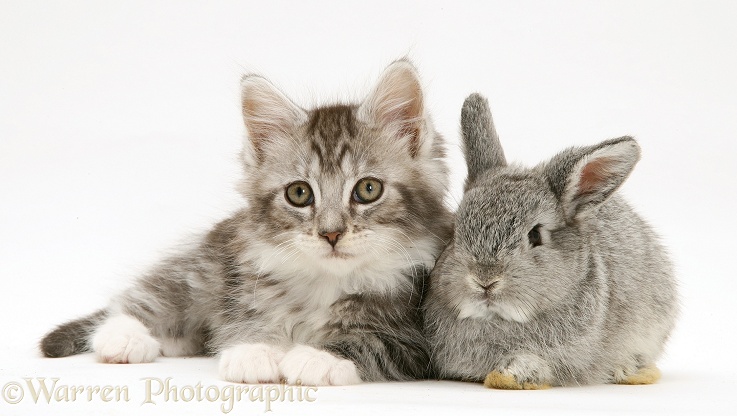 Baby silver Lop rabbit with silver tabby Maine Coon kitten, white background