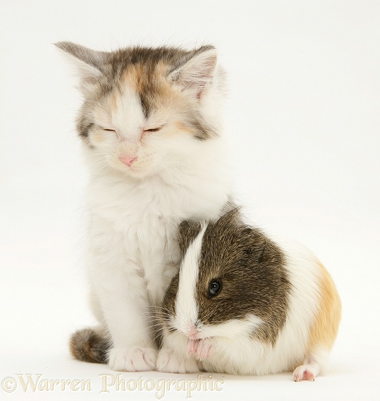 Young agouti-and-white Guinea pig with tortoiseshell-and-white Maine Coon kitten, white background