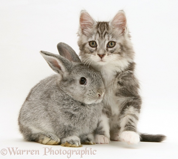 Young silver Lop rabbit with silver tabby Maine Coon kitten, 8 weeks old, white background