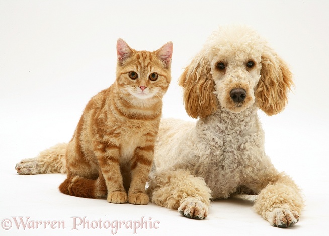 Apricot Poodle, Murphy, with ginger cat, white background