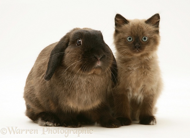 Chocolate Birman-cross kitten with chocolate Lop rabbit, white background