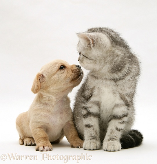 Westie x Cavalier pup and silver tabby kitten, white background