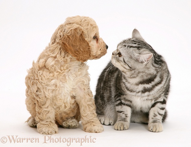 Silver tabby cat with American Cockapoo puppy, white background