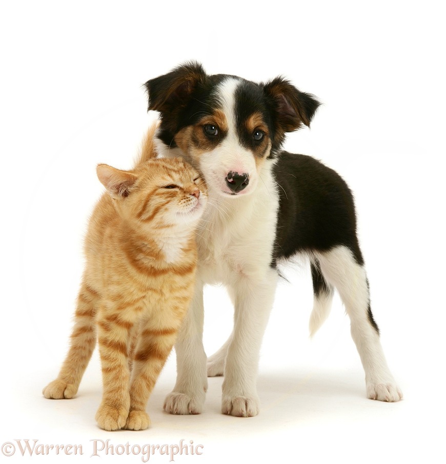 British Shorthair red tabby kitten with tricolour Border Collie pup, white background
