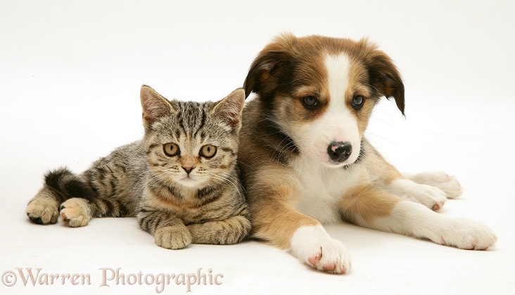 British Shorthair brown tabby kitten with Sable Border Collie pup lying down, white background