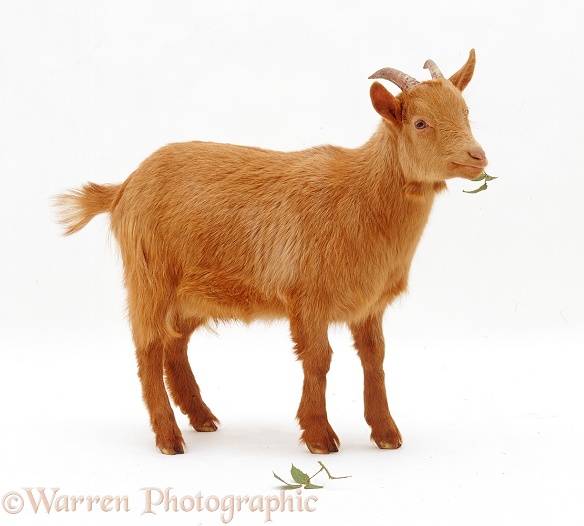 Young Pygmy x Golden Guernsey goat, white background