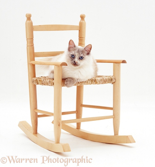 Tortie point Birman cat, Tallulah, sitting on a chair, white background