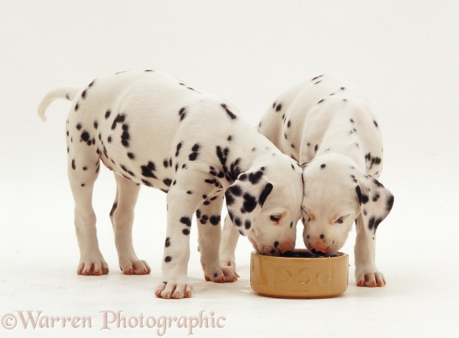 Dalmatian pups, 7 weeks old, drinking from a bowl, white background