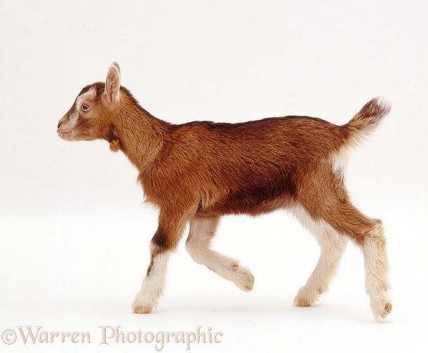 Pygmy x Toggenburg goat kid, white background