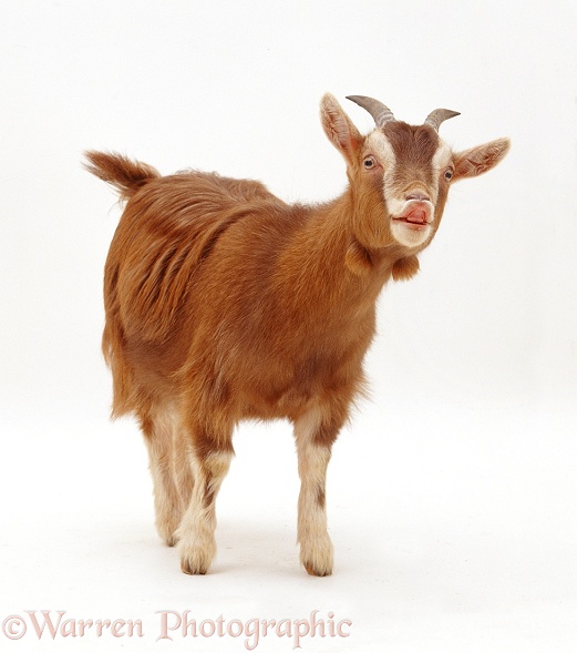 Pygmy x Toggenburg goat, flehmen, white background