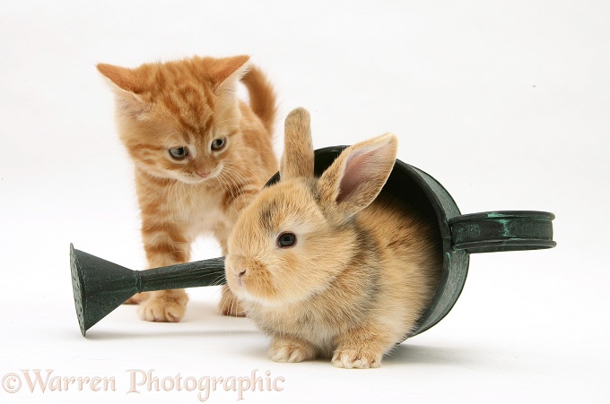 Ginger kitten with young rabbit in a watering can, white background