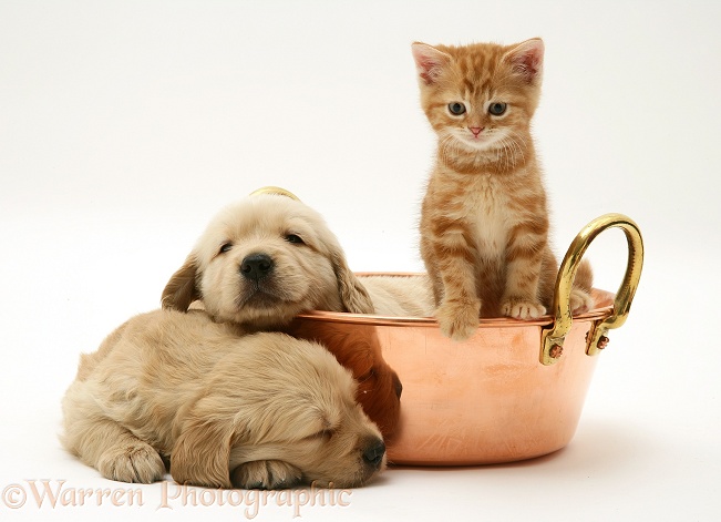 Golden Retriever pups and ginger kitten in a copper pan, white background