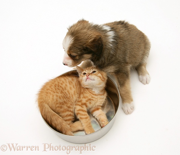 Sable Border Collie pup and red spotted British Shorthair kitten with metal food bowl, white background