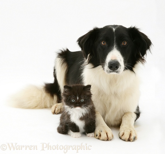 Black-and-white Border Collie, Phoebe, with black-and-white kitten, white background