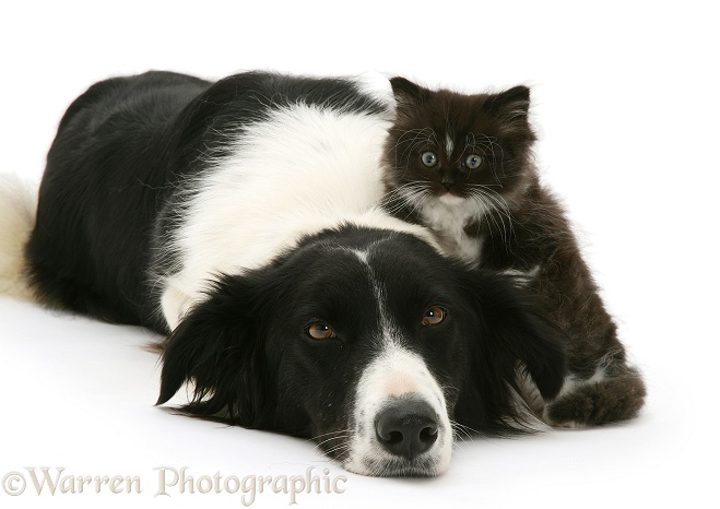Black-and-white Border Collie, Phoebe, lying chin on floor with black-and-white kitten, white background