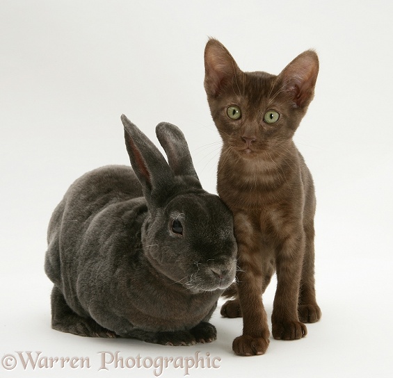 Brown Burmese-cross kitten with blue Rex rabbit, white background