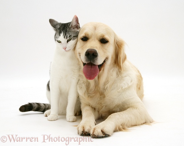 Silver-and-white cat, Clover, head-rubbing against Golden Retriever, Lola, white background