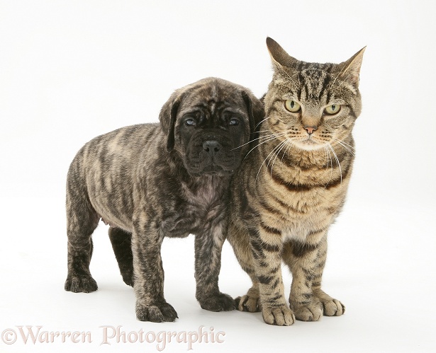 Brindle English Mastiff pup with tabby cat, white background