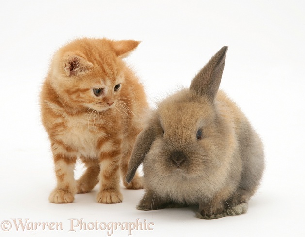 Ginger kitten and brown Lop rabbit, white background